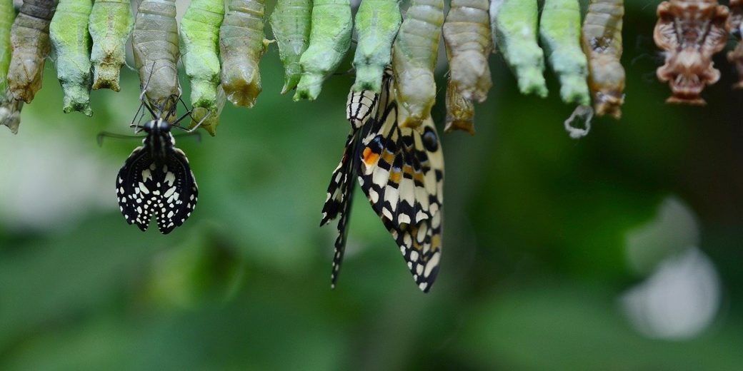 cocoon-591554_1280