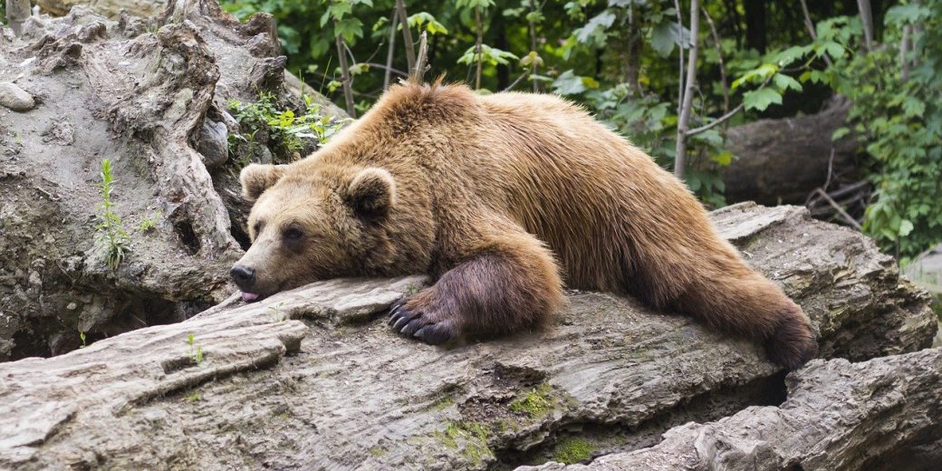 bear-1383980_1280